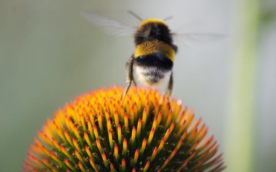 Bee on a flower at Alusta pavilion.
