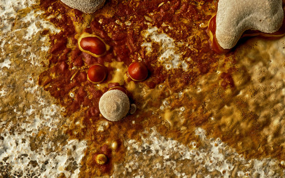 Fungal sheet, part of Kudos by Elina Koivisto.