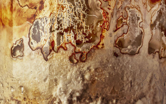 Fungi in a glass jar, part of Kudos by Elina Koivisto.