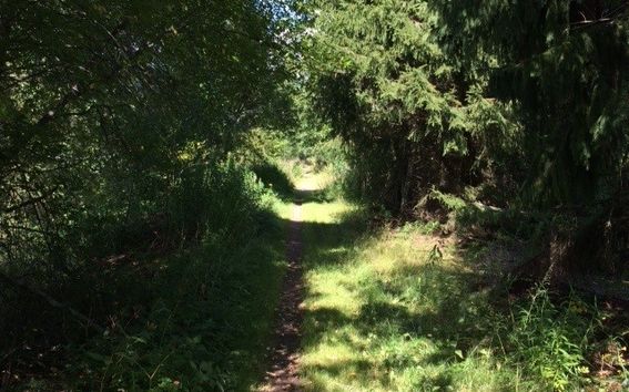 Forest path in the summer