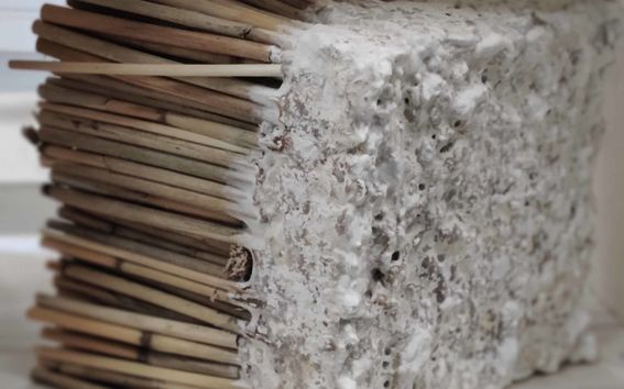 Sienikasvustoa järviruo'on ympärillä.