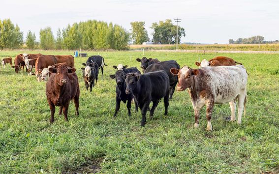 Nautakarjaa laitumella.