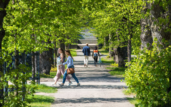 People walking among the trees in summer. 