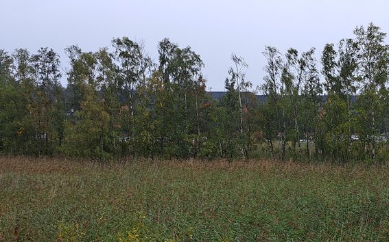 MRI behind the trees