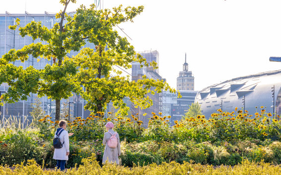 Two people with backpacks stand in a sunflower garden with buildings in the background.