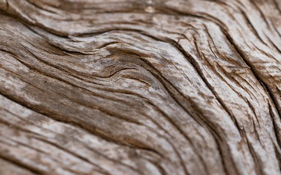 Kiemurteleva puun syykuvio