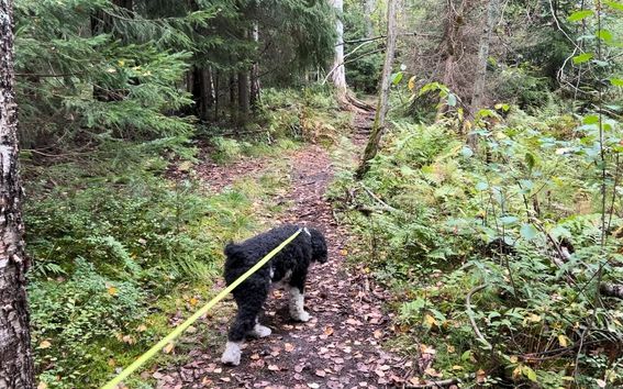 Musta-valkoinen koira talutushihnassa kävelee metsäpolulla tiheiden puiden ja vihreän kasvillisuuden keskellä.