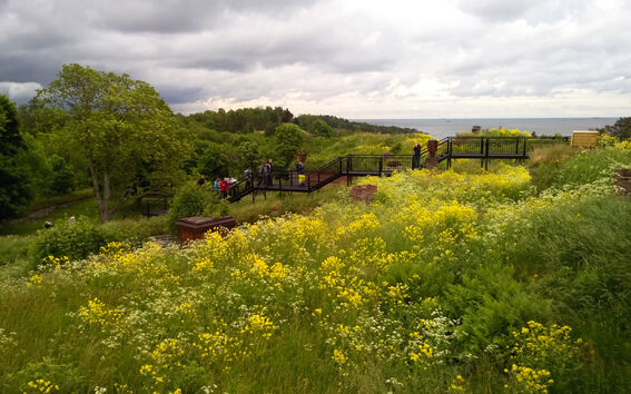 A scenic view of a meadow with yellow wildflowers, a wooden walkway, trees, and a distant seashore under a cloudy sky.