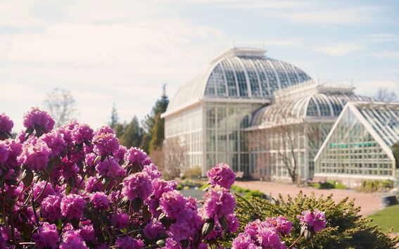 A greenhouse with a domed roof in the background and vibrant pink rhododendrons in the foreground.