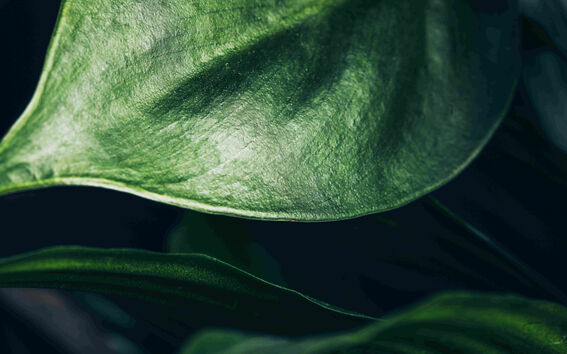 Kuva vihreästä lehdestä.