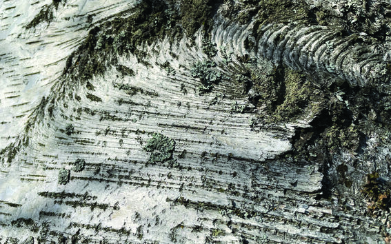 Lähikuva puunkuoresta, joka on peittynyt sammaleeseen ja jäkälään