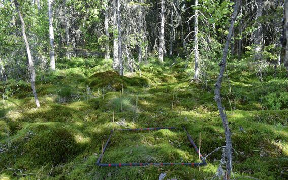 Metsä, jossa vihreä sammalpeitto ja ohuita puita, neliönmuotoinen mittakehä sammalen päällä.