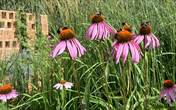 Alusta-paviljonki. Kuva: Elina Koivisto