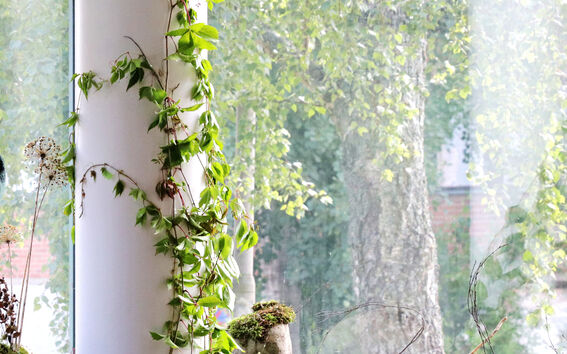 Kasvi nousee pylvästä pitkin ikkunan vieressä, taustalla metsänäkymä. Ikkunalaudalla koristeena kiviä ja oksia.