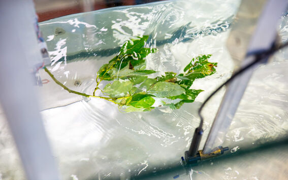 Vihreä lehtevä oksa upotettuna kirkkaaseen veteen säiliössä, johon on kiinnitetty varusteita.