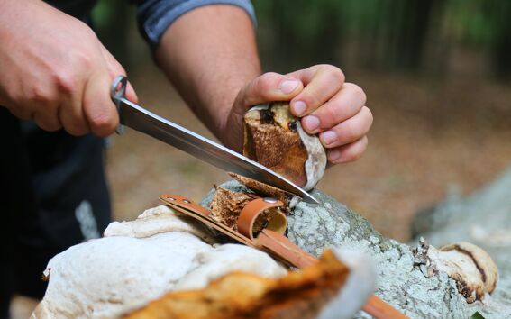 A person slicing a mushroom with a knife on a tree trunk in a forest.