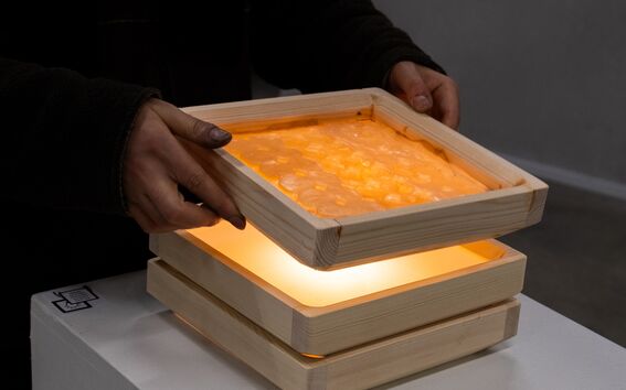A person holding a wooden frame with a sheet of yellow biomaterial over a glowing light box on a white pedestal.