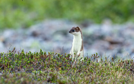 Stoat photographed in Urho Kekkonen National Park