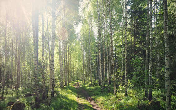 Sunlit forest path between slender birch trees and dense green undergrowth