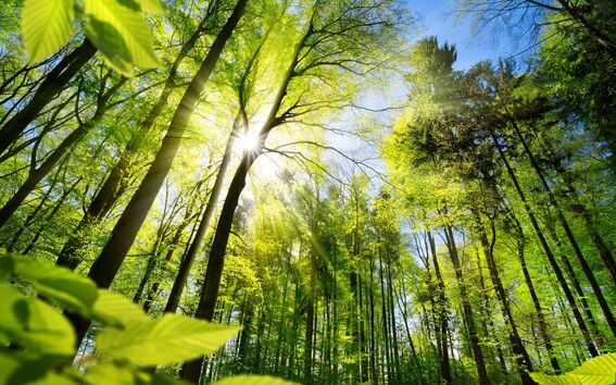 Sunlight streaming through tall green forest trees with bright leaves and blue sky