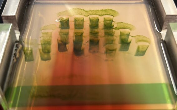 Laboratory gel electrophoresis tray with green sample bands on orange buffer, surrounded by metal clamps