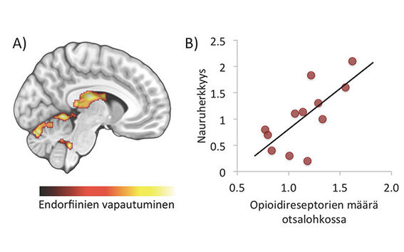 (A) Laugher releases endorphins in the brain (B) The more opioid receptors the test subject had, the more likely they were to laugh. Image owned by: Turku PET Centre.