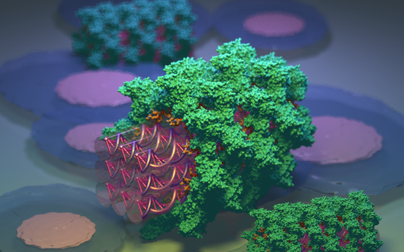 DNA nanostructures (purple) get camouflaged by serum albumin proteins (green). (Image: Veikko Linko and Mauri Kostiainen)