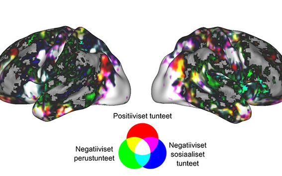 Suurin osa tunteista aktivoi laajoja, päällekkäisiä aivoverkostoja. Tunneryhmiä verrattaessa positiiviset tunteet aktivoivat muita enemmän etuotsalohkon alueita, negatiiviset perustunteet somatosensorisia ja subkortikaalisia alueita ja negatiiviset sosiaaliset tunteet motorisia ja sosiaalista informaatiota käsitteleviä alueita. Kuva: Heini Saarimäki