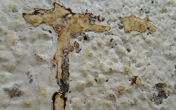 Sienikasvustoa lähikuvassa.