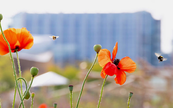 Orange poppies and buds with bees flying, blurred cityscape in the background.