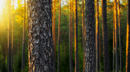 Finnish forest