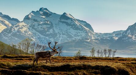 Reindeer