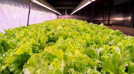 Rows of leafy green lettuce growing densely indoors under long bright ceiling lights