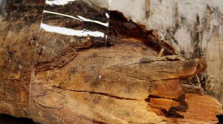 Film produced in this research over a wood log