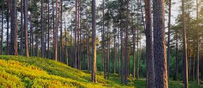 AaltoCell_Next phase of utilizing Finnish cellulose