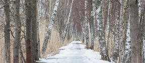 The picture shows a path to the bird tower on Aalto University Campus. 