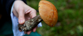 A student holds an orange birch bolete mushroom - it has a bright terracotta top and a darker stem