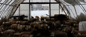 sheep at farm