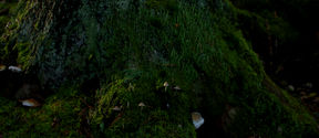 a dark forest with fungi growing from a tree