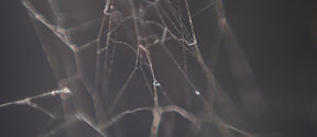 spider web