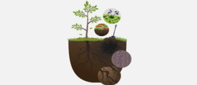 Illustration of a tree in soil with details of roots, carbon, nutrients