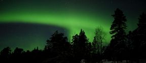 A night sky with the northern lights visible behind the silhouettes of trees. / Yötaivas, jossa revontulet näkyvät puiden siluettien takana.