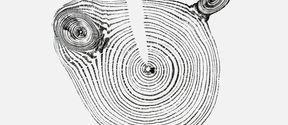 A black print on white background of a cross section of tree rings 