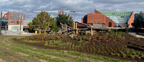 Three decaying linden trees as campus outdoor art placed next to light rail tracks in front of the Undergraduate Centre.