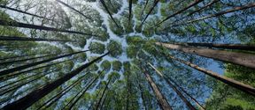forest view from the bottom with tall trees going up to the sky