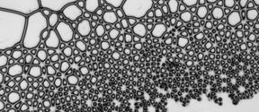 Electrohydrodynamics in Active Matter Group, Aalto University, Finland