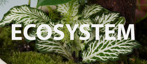 Image of a houseplant in the background, white text saying ”ECOSYSTEM” over the image