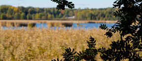 A tree branch with water and vegetation visible behind it.
