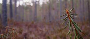 Close-up of a pine needle branch with a forest background. The focus is on the branch in the foreground.