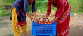 Two women are placing tomatoes in a blue crate outside on a dirt path. One wears yellow trousers and the other a red dress.